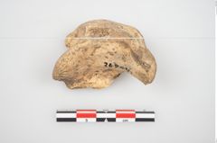 Foto von Tiergelenksknochen (NHMW-PRAE-026904)